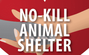 no-kill-lane-county